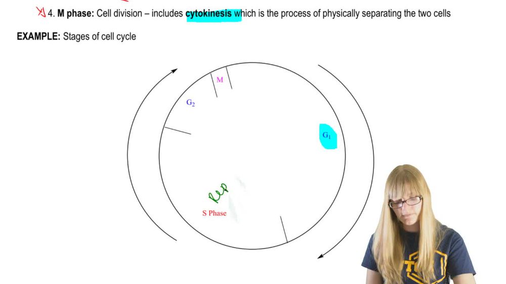 Cell Cycle Overview
