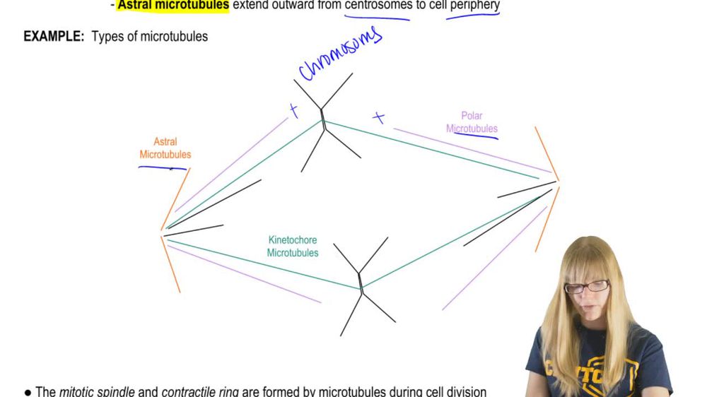 Microtubules and Cell Division