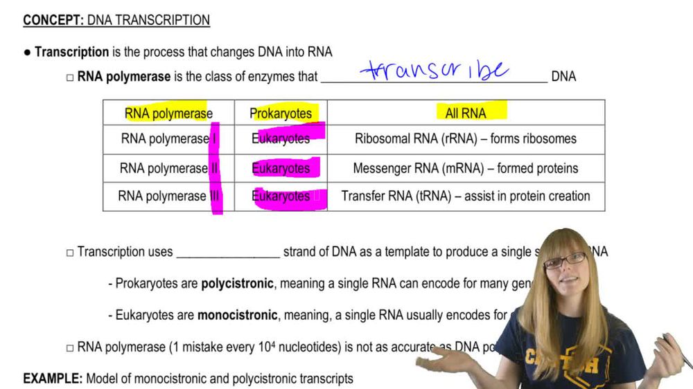 Transcription Overview