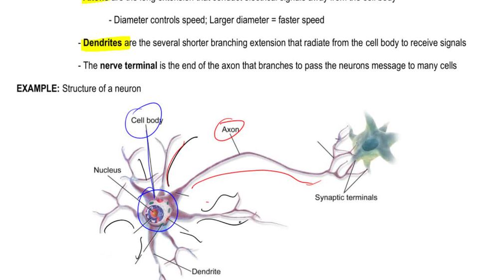 Neuron Structure