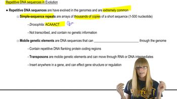 Repetitive DNA Sequences