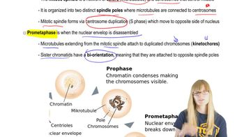 Mitosis Steps
