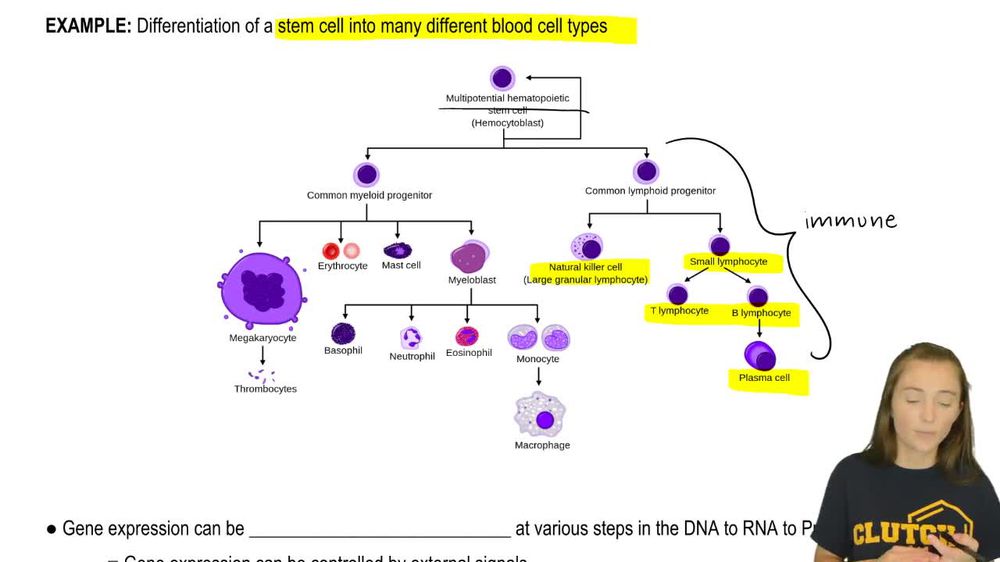 Gene Expression Control Basics