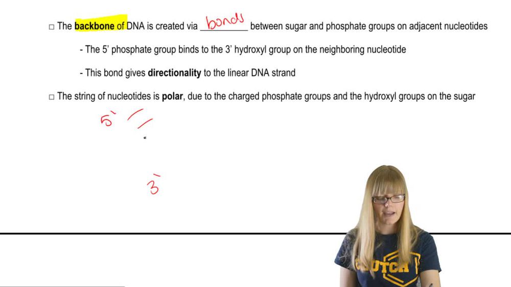 Nucleotides and DNA