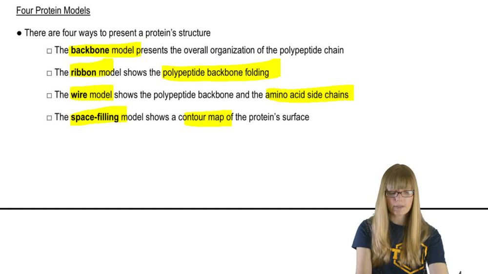 Four Protein Models