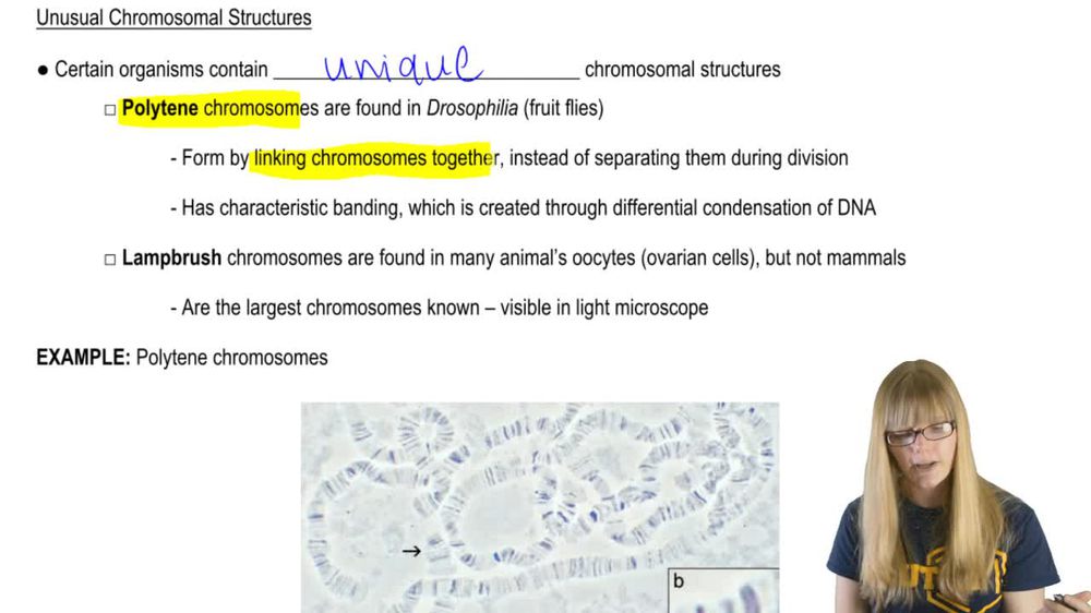 Unusual Chromatin Structures