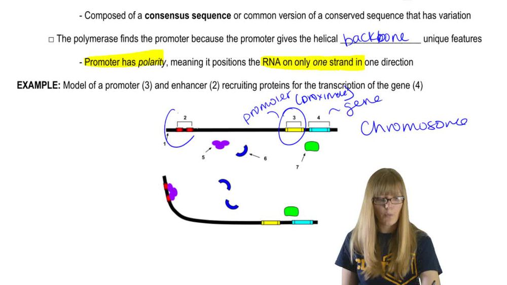 Transcription Initiation