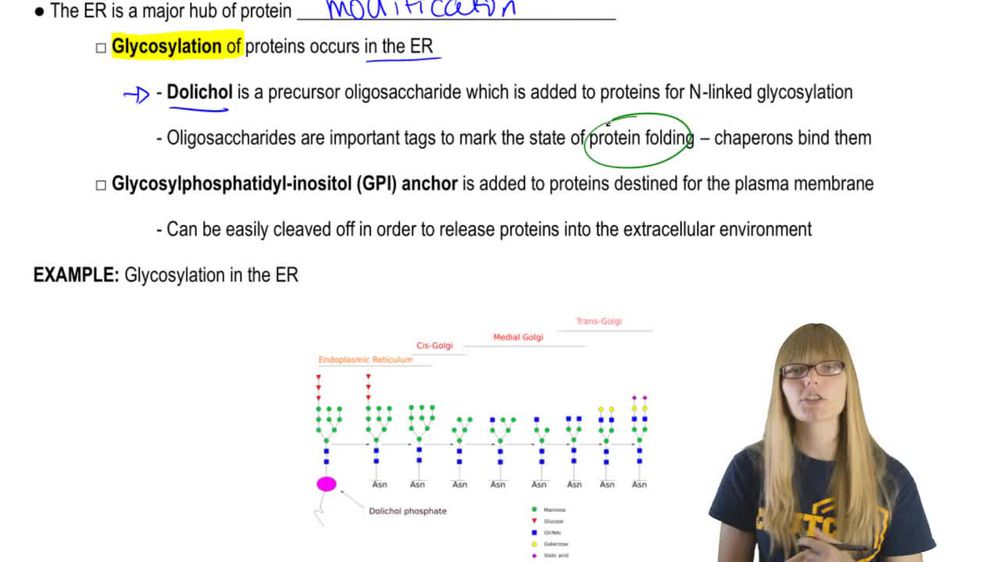 ER Protein Modifications
