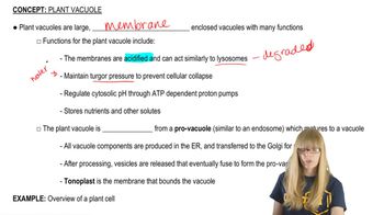 Plant Vacuole