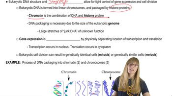 Eukaryotic Genetics
