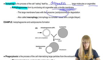 Autophagy