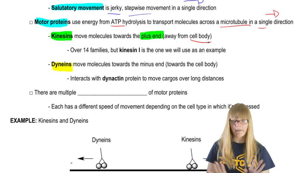 Kinesins and Dyneins