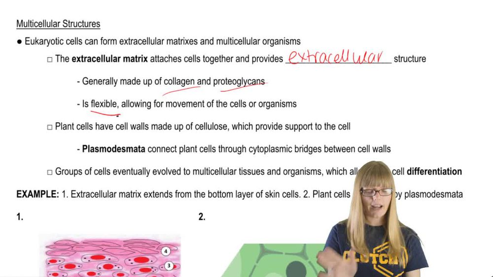 Multicellular Structures