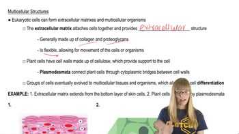 Multicellular Structures