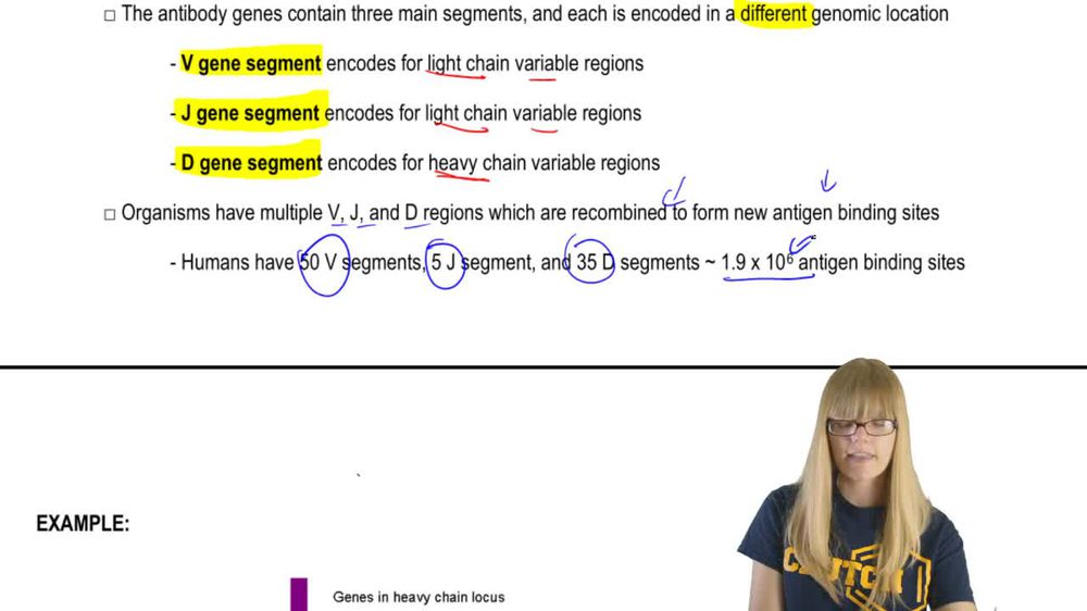 Antibody Variation