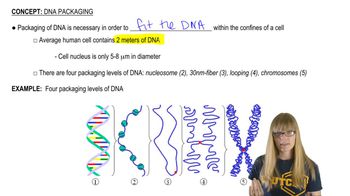 DNA Packaging Overview