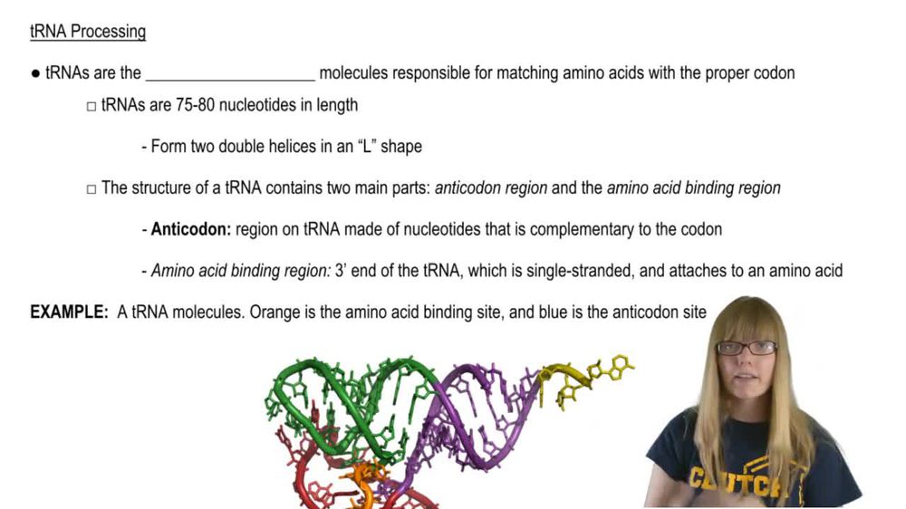 tRNA Processing