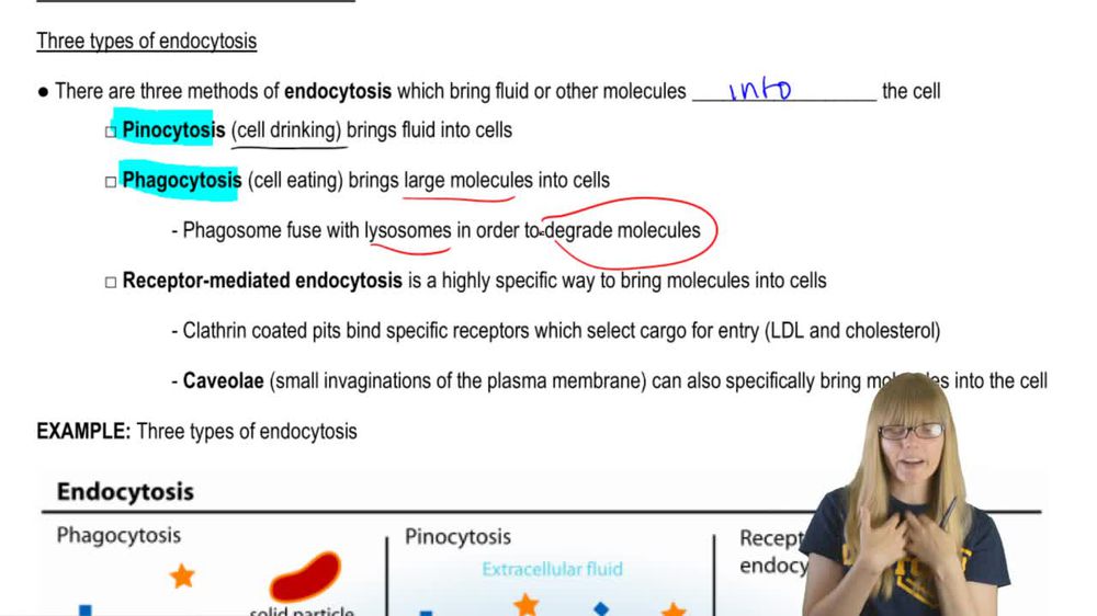 Types of Endocytosis