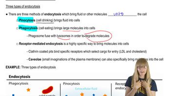 Types of Endocytosis