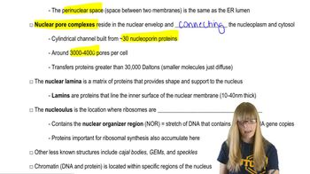 Nuclear Structures