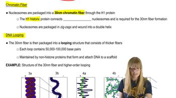 Complex DNA Packaging