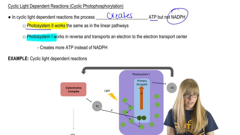 Cyclic Light Dependent Reactions
