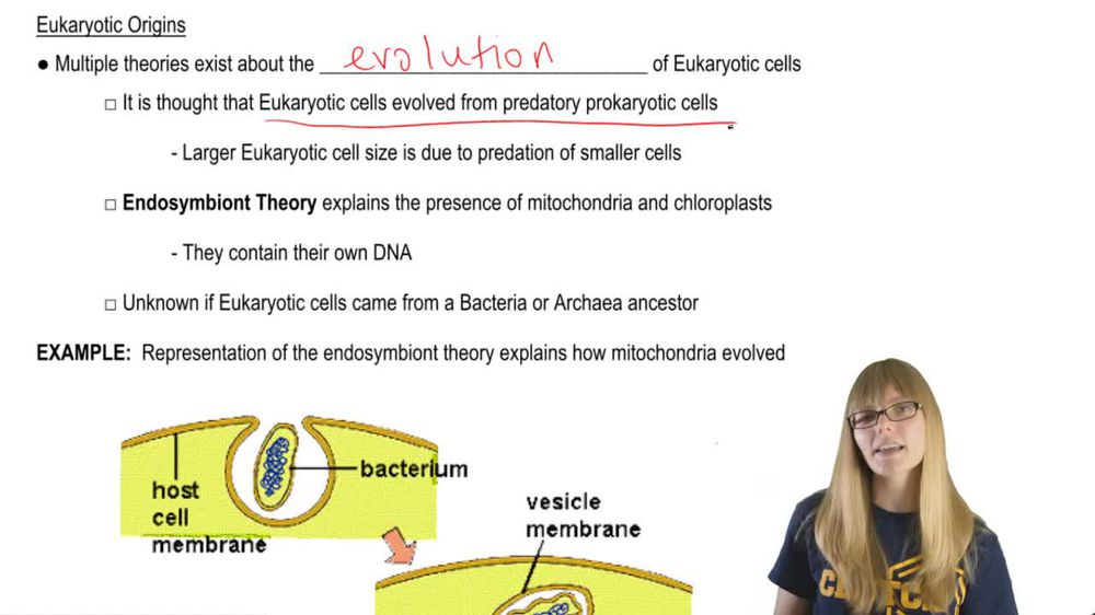 Eukaryotic Origins