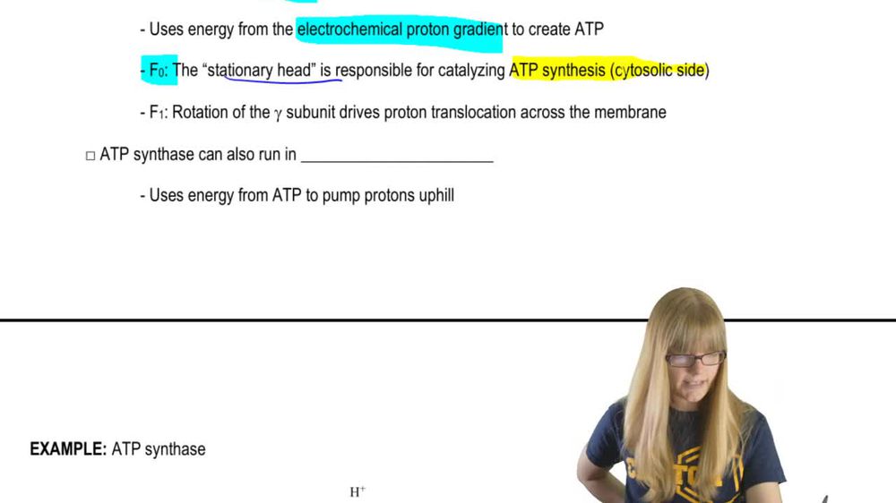 ATP Synthesis