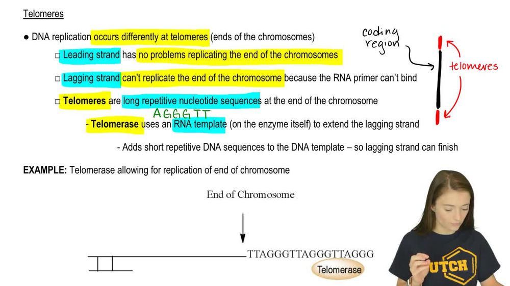 Telomeres