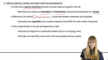 Cell Organization