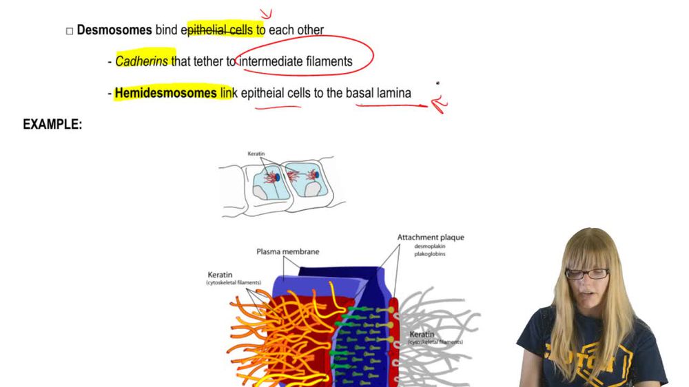 Cell-Cell Junctions