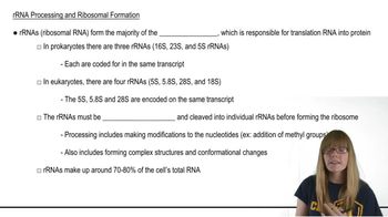 rRNA Processing