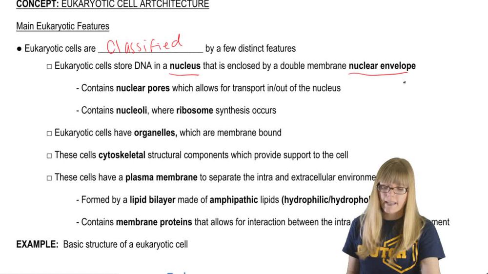 Overview of Eukaryotic Features