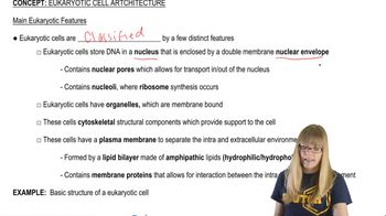 Overview of Eukaryotic Features