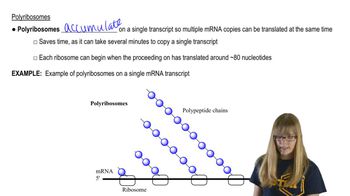 Polyribosomes