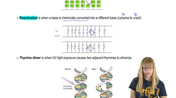 DNA Damage