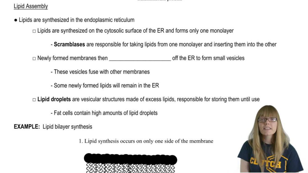 Lipid Assembly