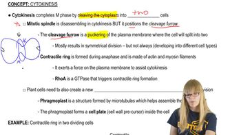 Cytokinesis