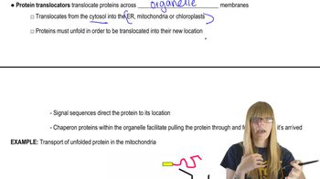 Translocators