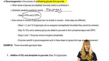 Gluconeogenesis