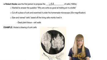 Cell Discovery