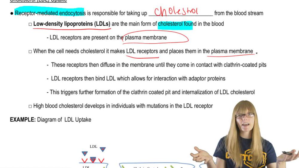 Cholesterol LDL Uptake