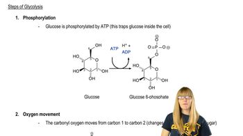 Glycolysis Steps