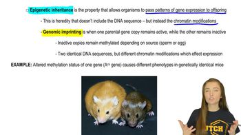 Epigenetic Heredity