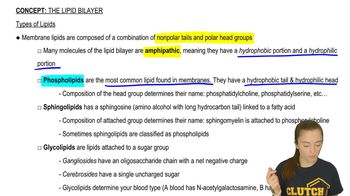 Types of Lipids