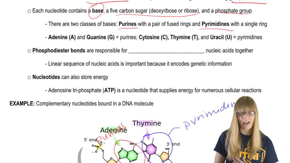 Nucleic Acid