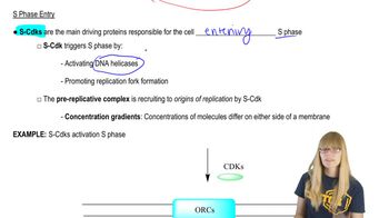 S Phase Entry