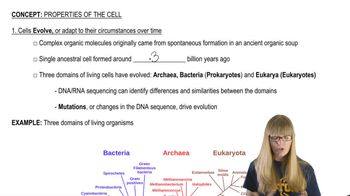Cell Evolution
