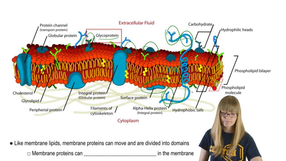 Organization of Membrane Proteins