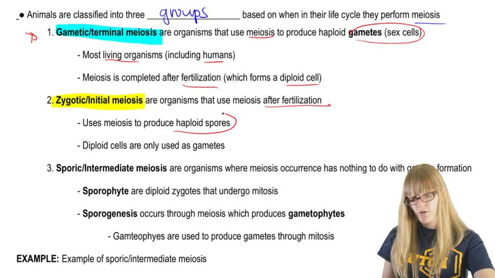Meiosis and Animal Life Stages